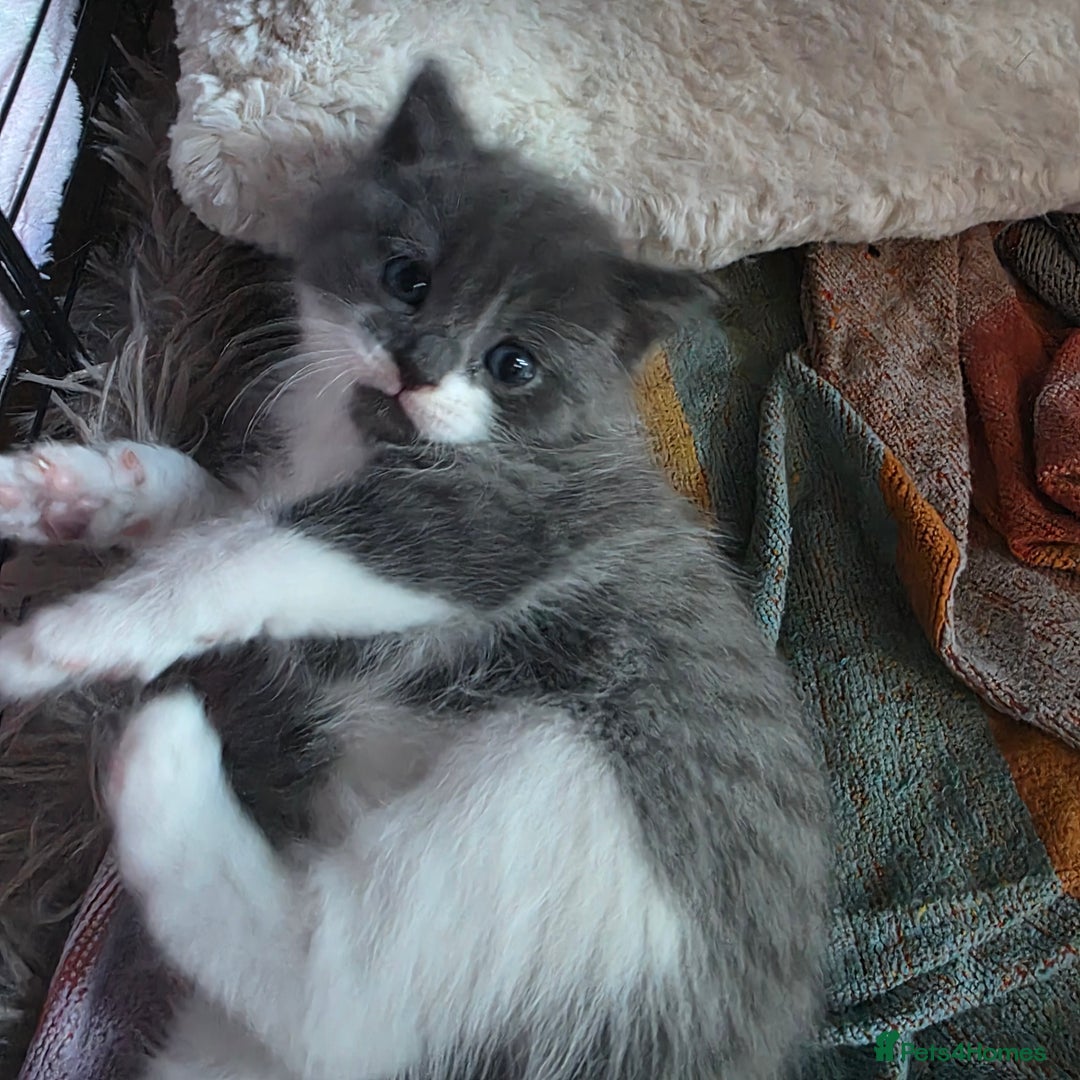 Russian Blue cats for sale: Mixed Russian blue kittens - Advert 1