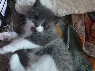 Russian Blue cats Mixed Russian blue kittens - Advert 7