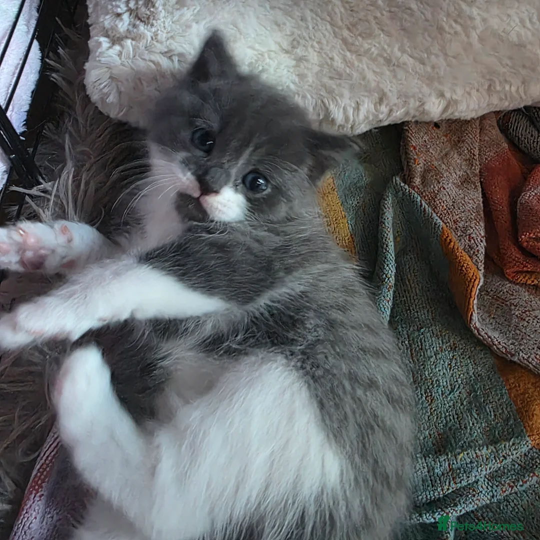 Russian Blue cats for sale: Mixed Russian blue kittens - Advert 2