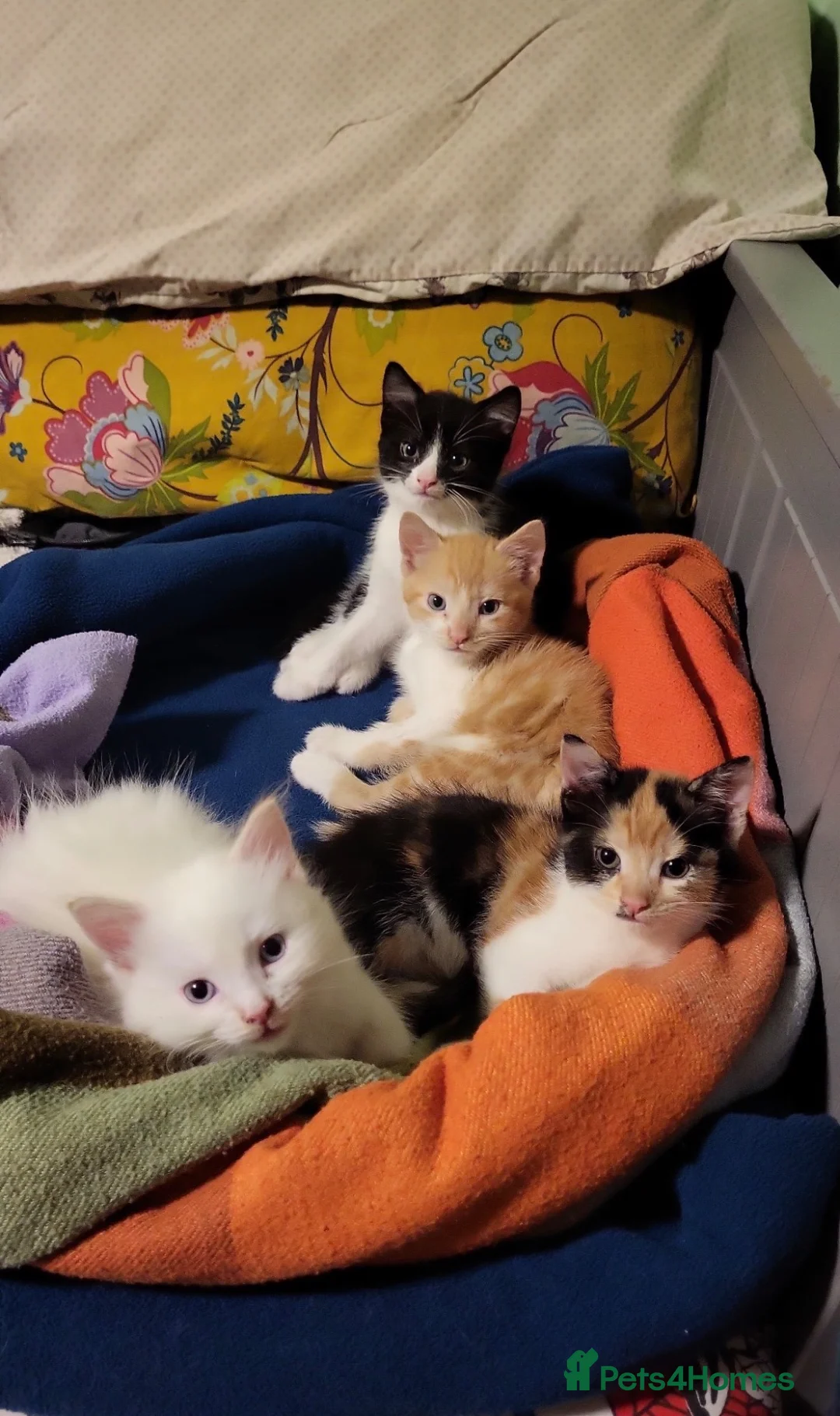 Mixed Breed cats for sale: 3 beautiful Kittens looking for there forever home - Advert 1