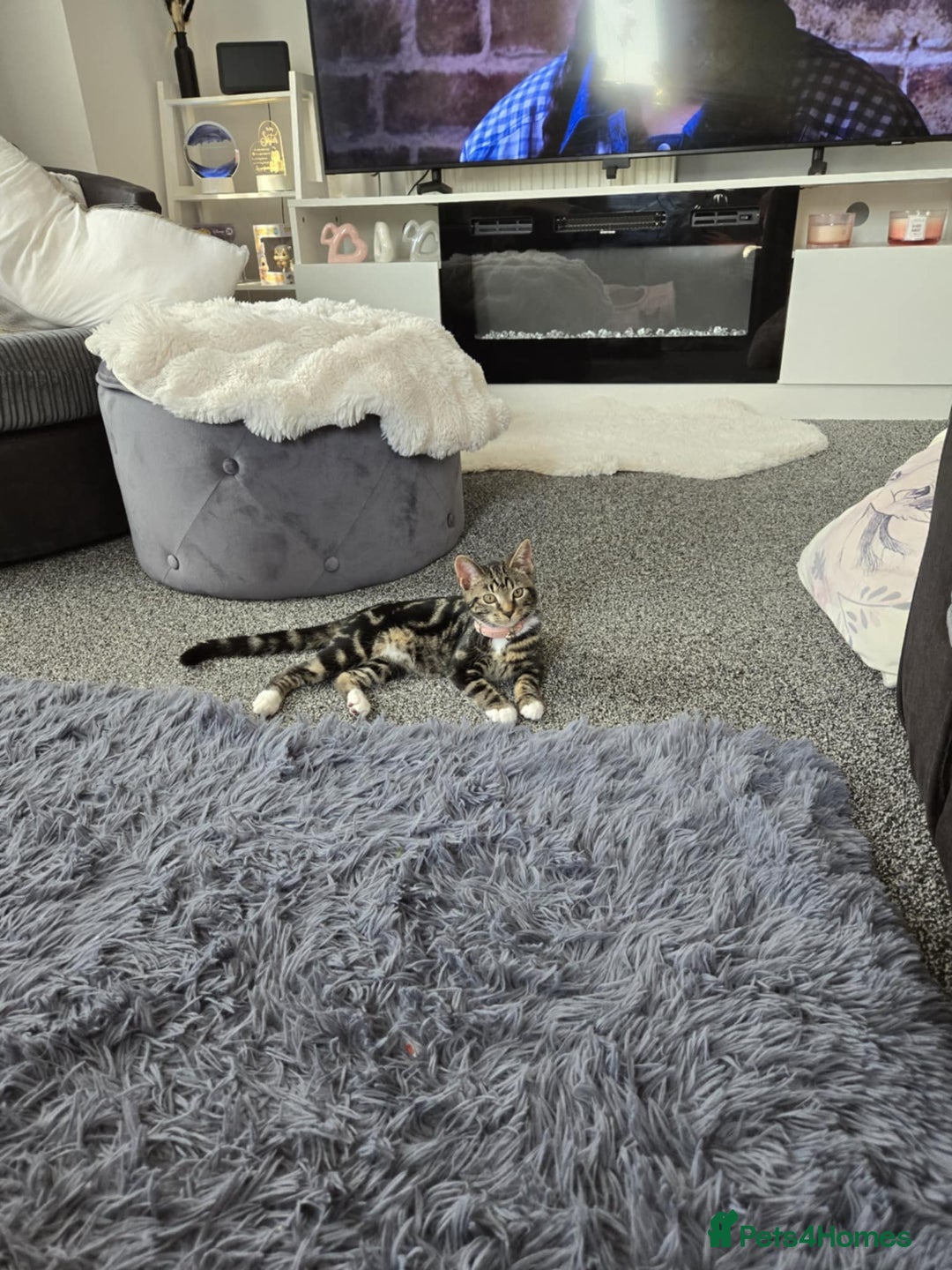 Mixed Breed cats for sale: tigger - Image 6