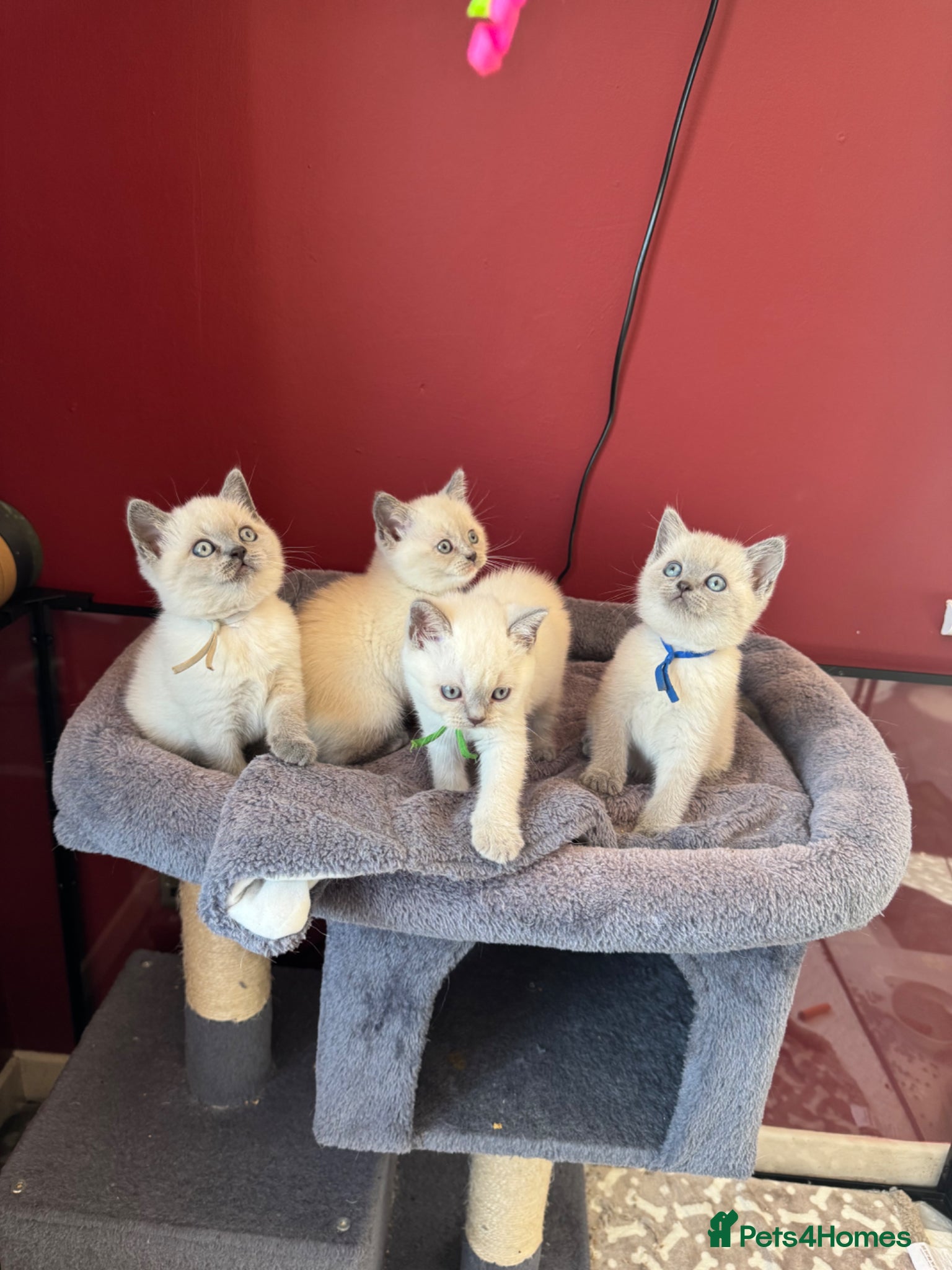 British Shorthair cats for sale: Gorgeous GCCF colourpoints  - Advert 20