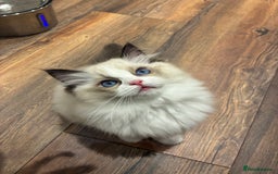Ragdoll cats for sale: Gorgeous Ragdoll Kittens - Royal Raggies - Advert 9