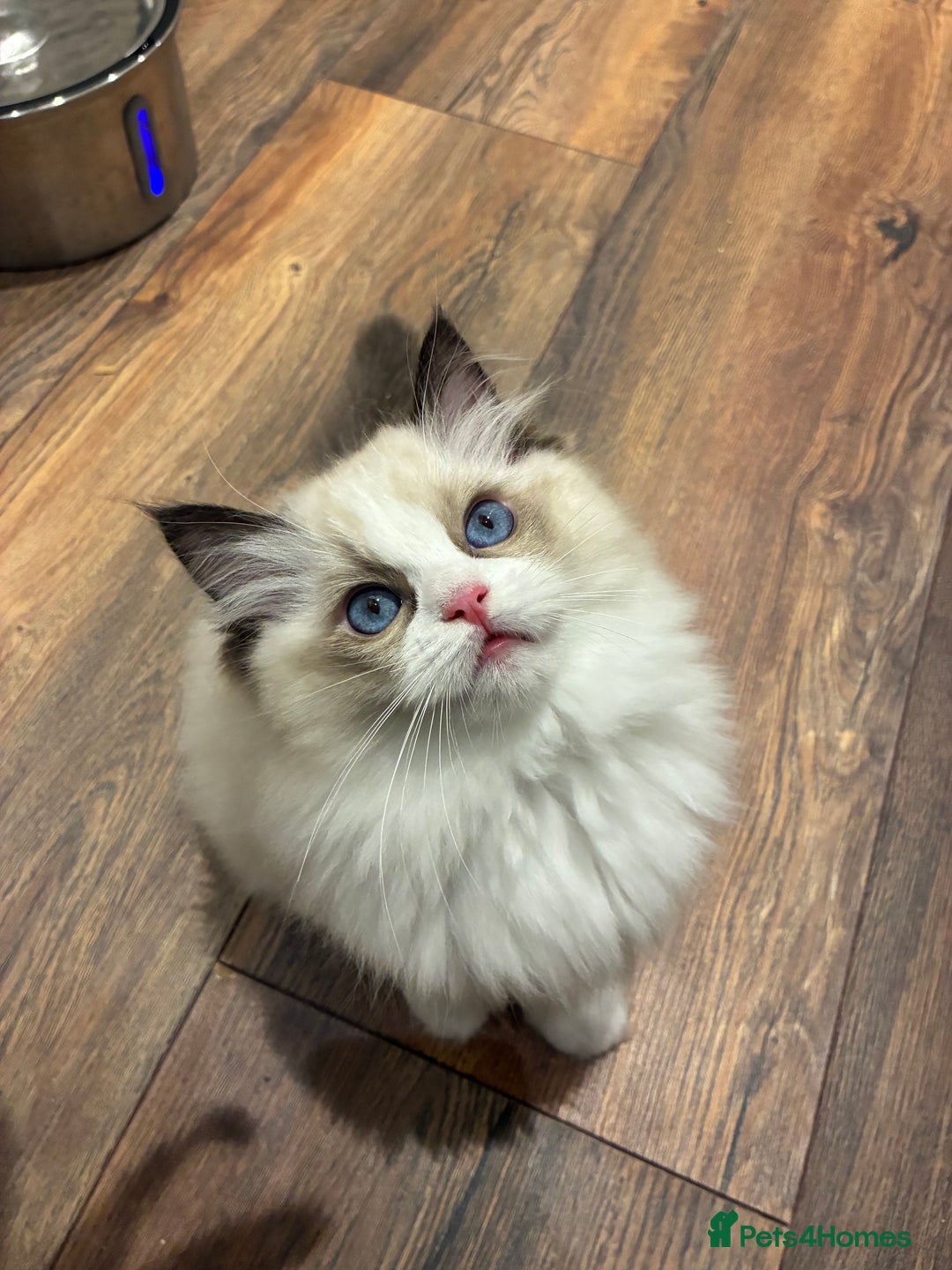 Ragdoll cats for sale: Gorgeous Ragdoll Kittens - Royal Raggies - Advert 9