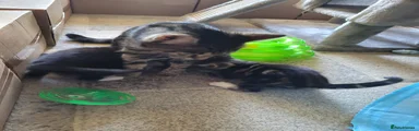 Mixed Breed 1
