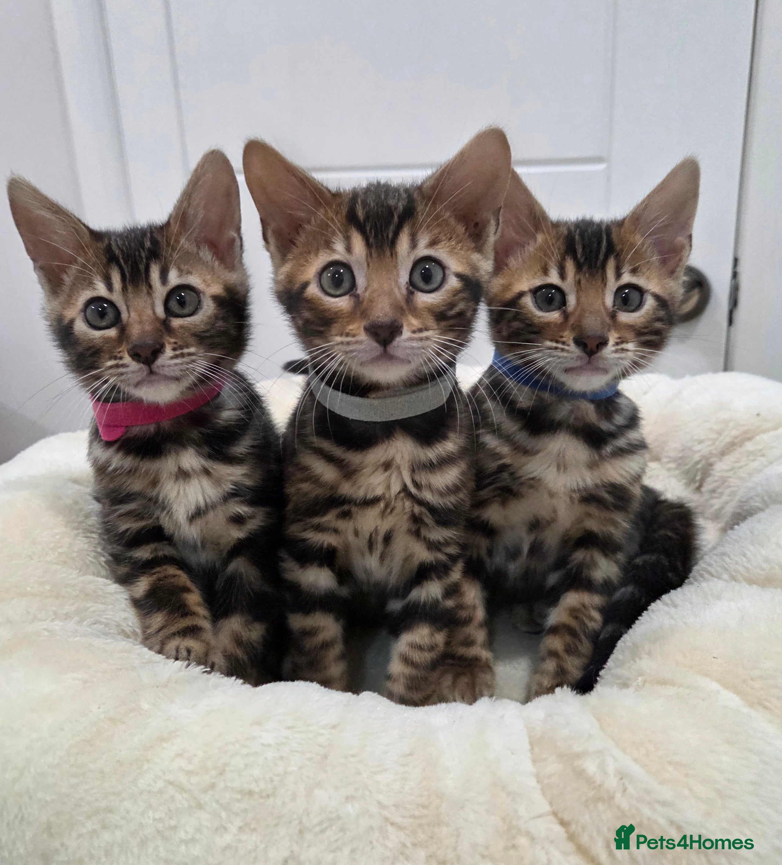 Bengal cats Tica register Bengal Kittens 😸  - Advert 9