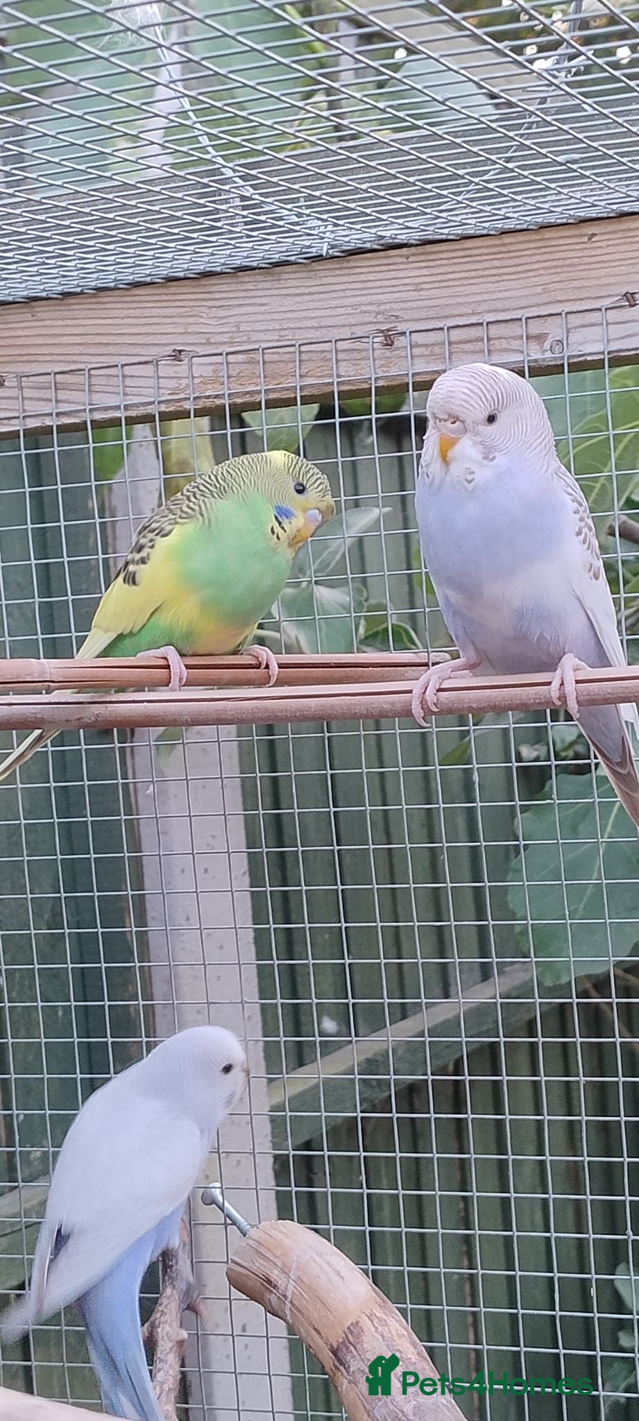 Budgerigars birds Baby budgies, easily tamed  - Advert 8
