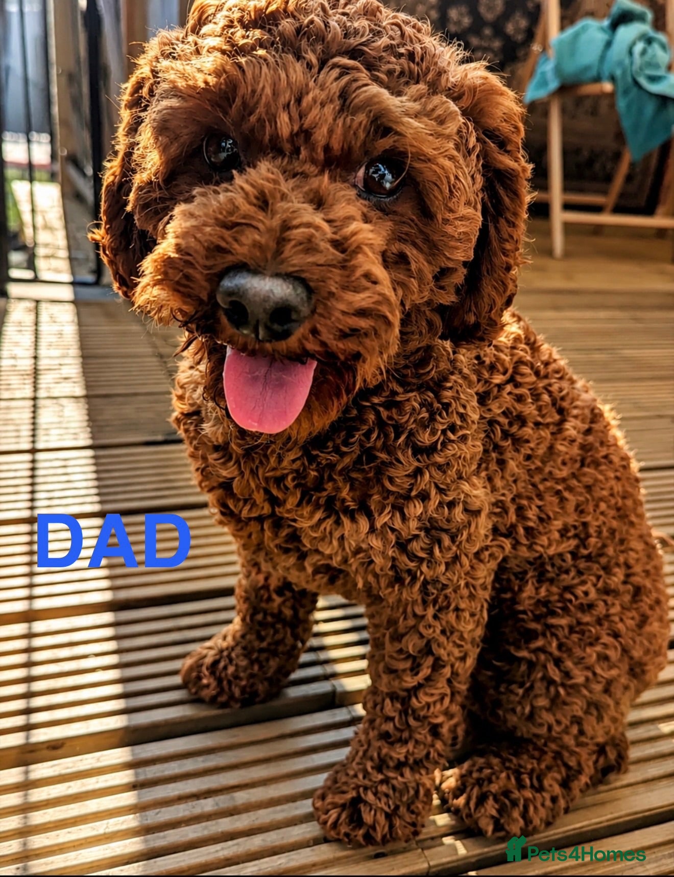 Cockapoo dogs F1B Cockapoo Puppies , - Advert 2
