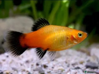 Goldfish fish Gold Wag Platy FREE - Advert 16