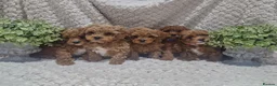Cavapoo dogs for sale:  1 boy remaining. Health tested stunning cavapoos - Advert 23