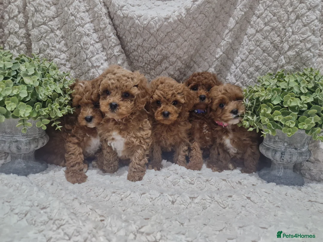 Cavapoo dogs for sale:  1 boy remaining. Health tested stunning cavapoos - Advert 23