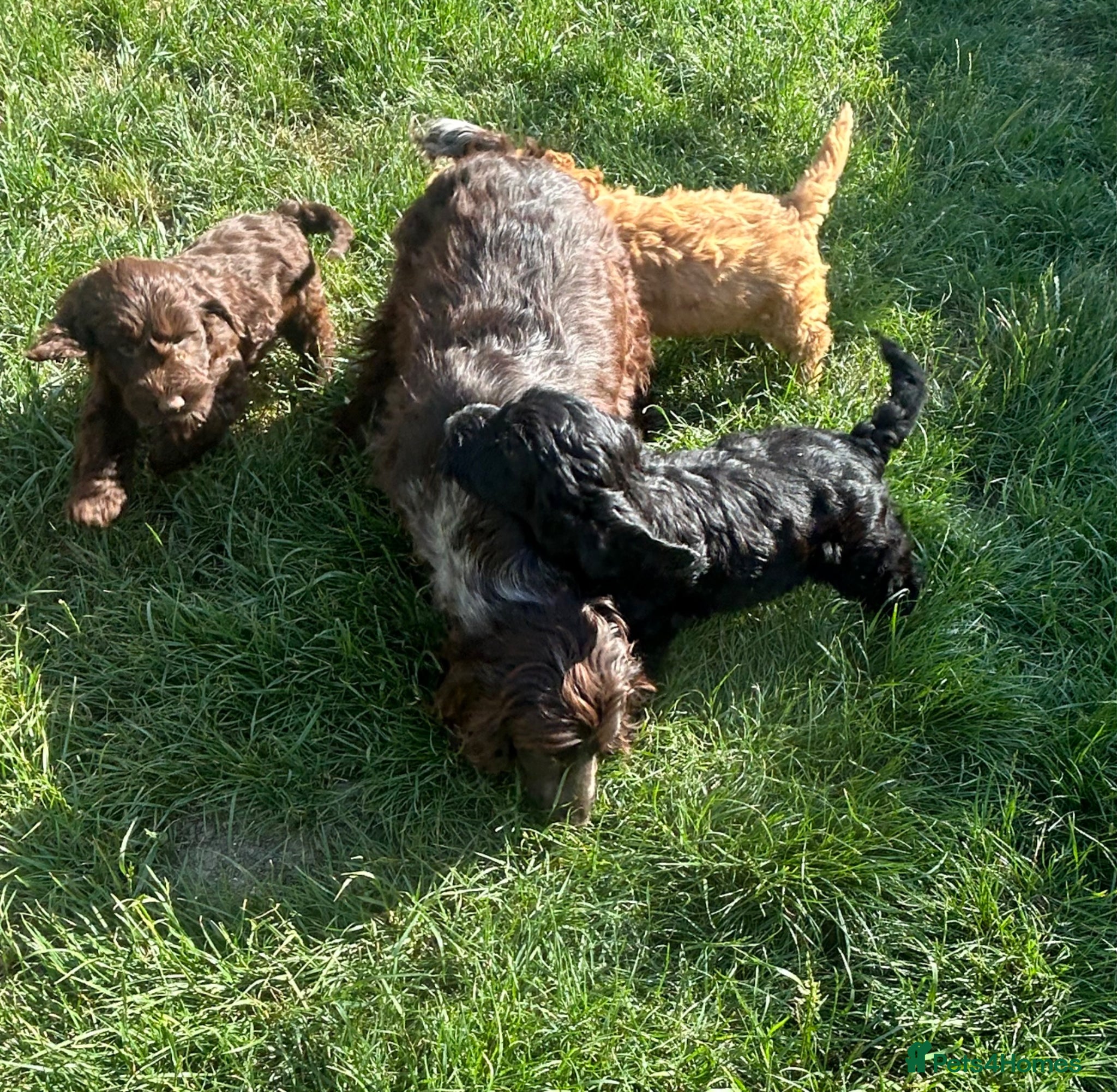 Cockapoo dogs Gorgeous Cockapoo Boys  - Advert 2