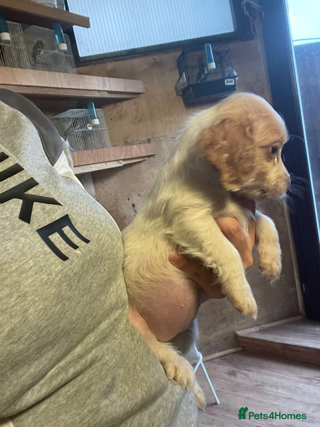 Cocker Spaniel dogs for sale: 3 loving boy cocker spaniels  - Advert 11