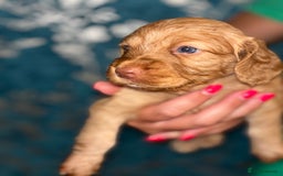 Cockapoo dogs for sale: cockerpoo Puppies 2 Left!  - Image 6