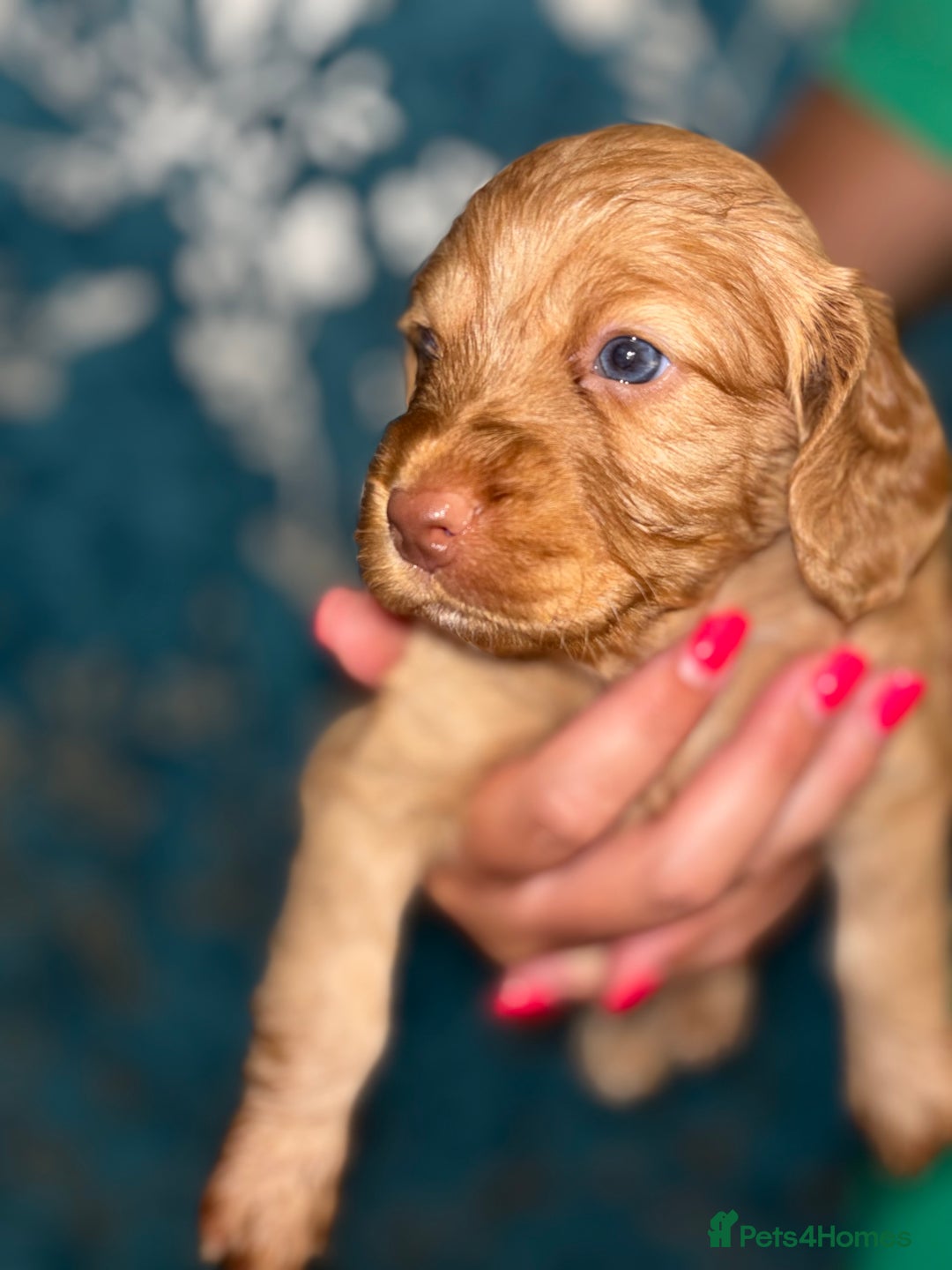 Cockapoo dogs for sale: cockerpoo Puppies 2 Left!  - Image 6