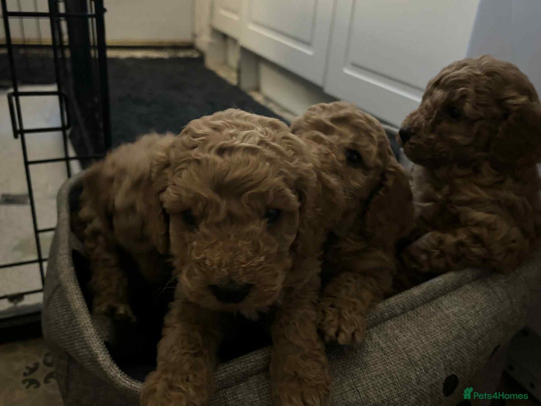 Cockapoo dogs for sale: F1 cockapoo  - Advert 2