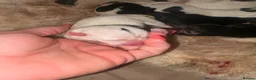 Jack Russell dogs for sale: Jack Russell puppys in Swindon - Advert 2