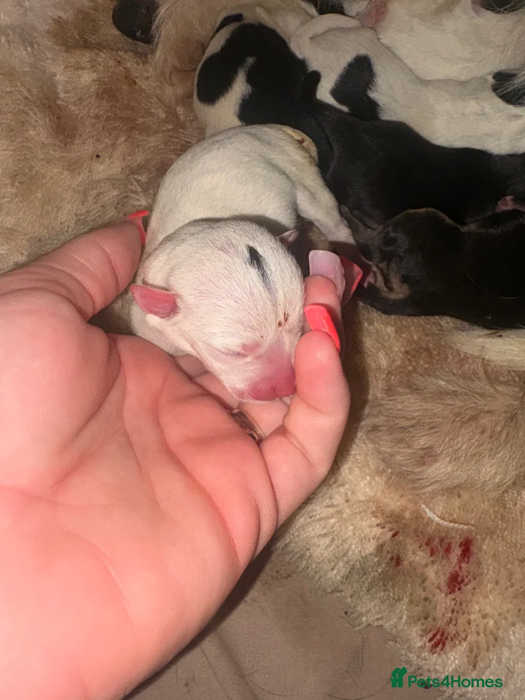 Jack Russell dogs for sale: Jack Russell puppys in Swindon - Advert 2