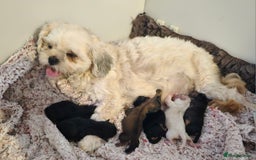 Shih Tzu dogs for sale: Beautiful Shih Tzu Puppies  - Image 11