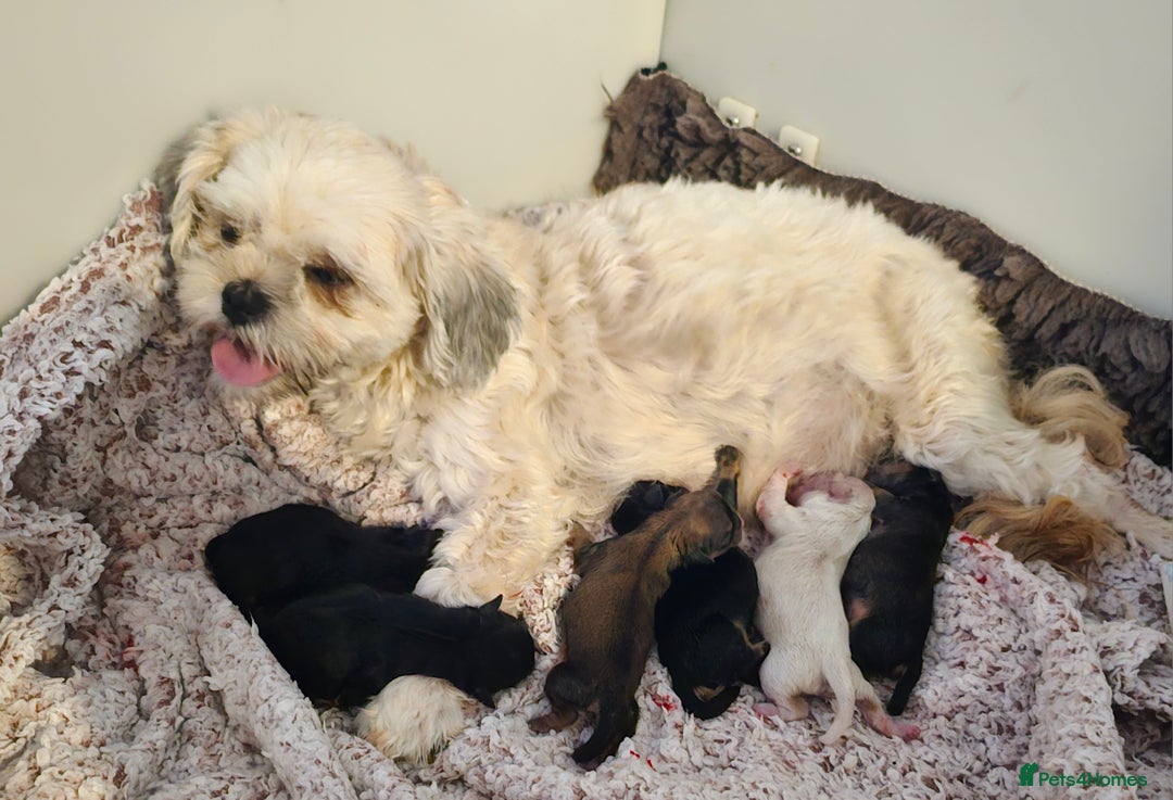 Shih Tzu dogs for sale: Beautiful Shih Tzu Puppies  - Image 11