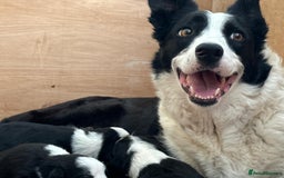 Border Collie dogs for sale: Beautiful border collie pups  - Image 4