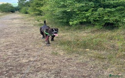 Mixed Breed dogs for sale: Looking to rehome bear, 2 year mastiff/rotti - Image 2