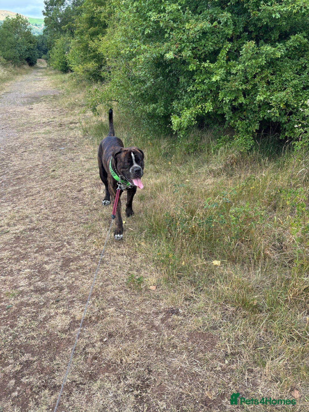 Mixed Breed dogs for sale: Looking to rehome bear, 2 year mastiff/rotti - Image 2