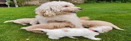 Cockapoo dogs for sale: 5 gorgeous F2 Cockapoo pups – to leave Wed 3 June in Ripon - Advert 6