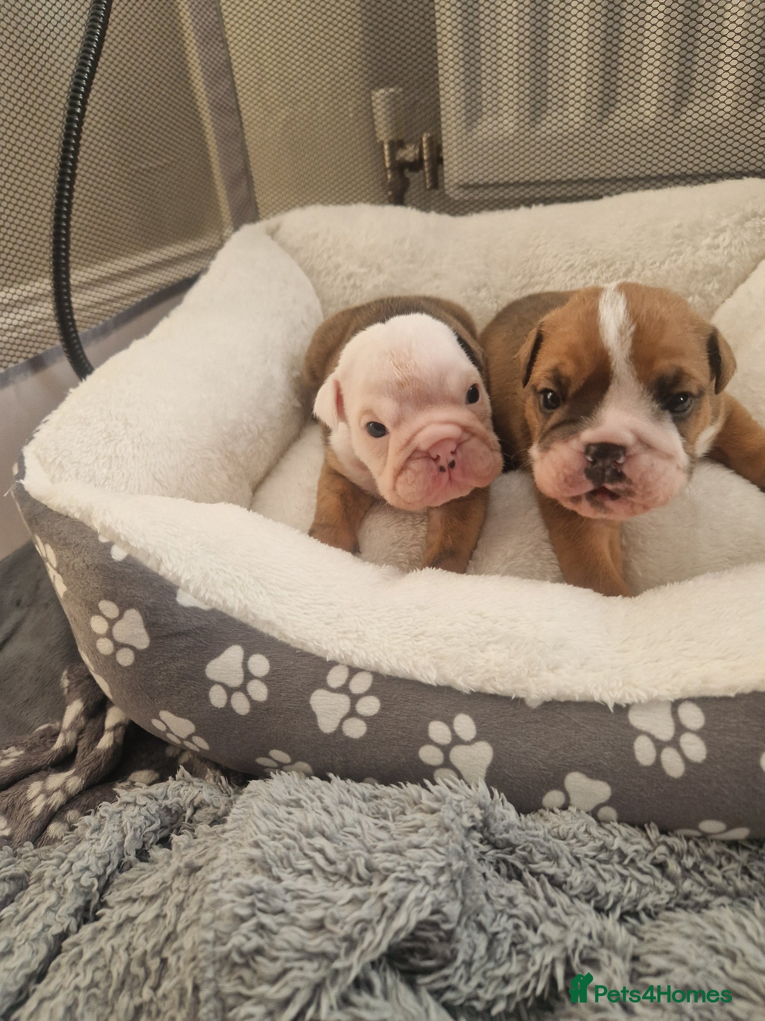 English Bulldog dogs British bulldog puppies  - Advert 14