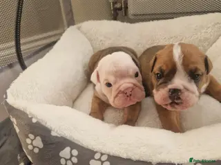 English Bulldog dogs British bulldog puppies - Advert 14