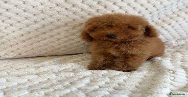 Toy Poodle dogs - Advert 2