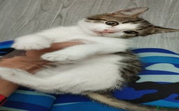 British Shorthair cats for sale: Kittens search new homes  - Image 7