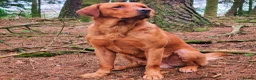 Labrador Retriever dogs for sale: KC Fox Red Labrador Puppies  - Advert 17