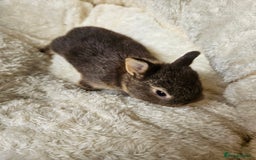 Netherland Dwarf rabbits for sale: Netherland Dwarf bunnies - Image 30