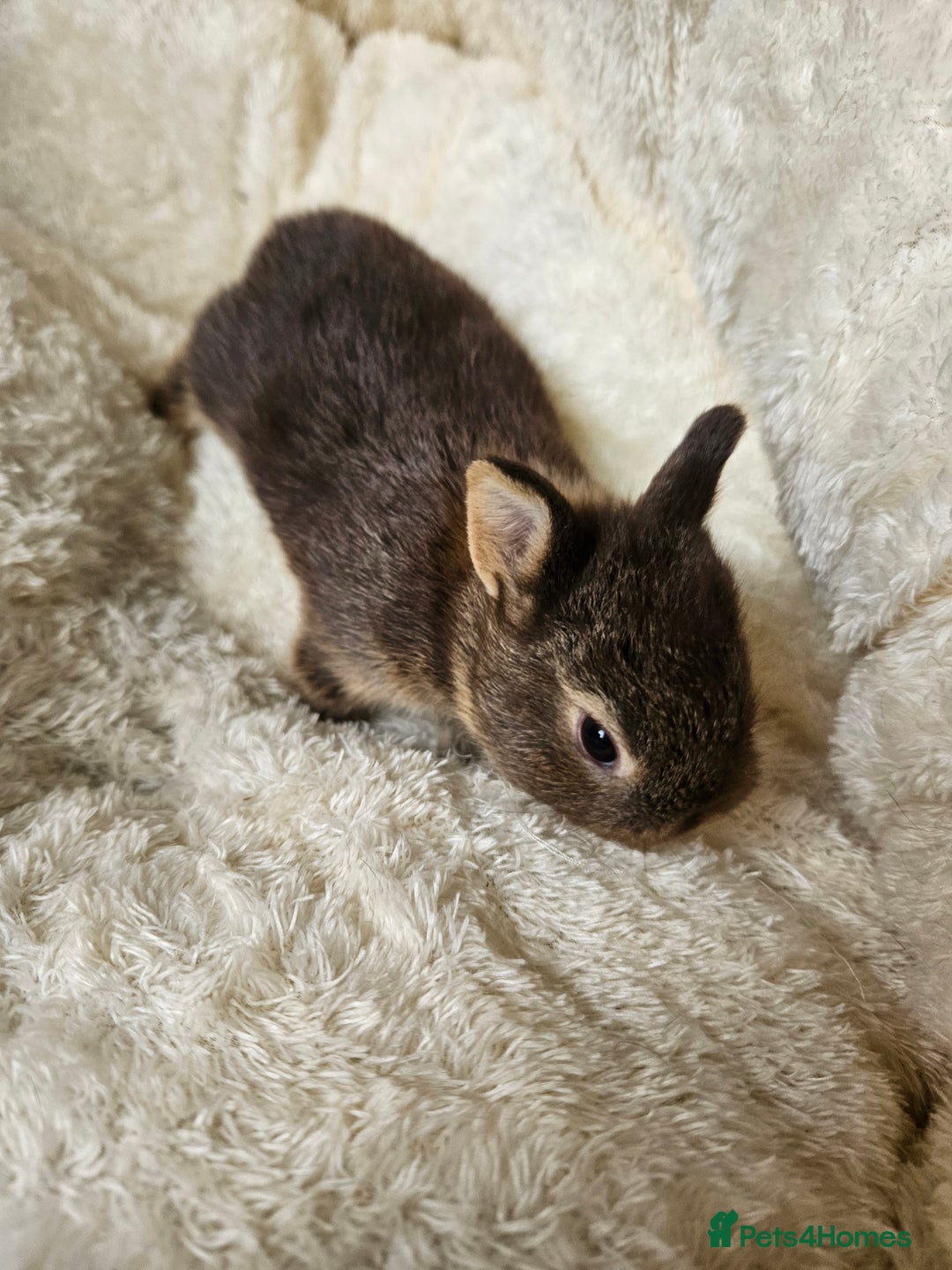 Netherland Dwarf rabbits for sale: Netherland Dwarf bunnies - Image 30