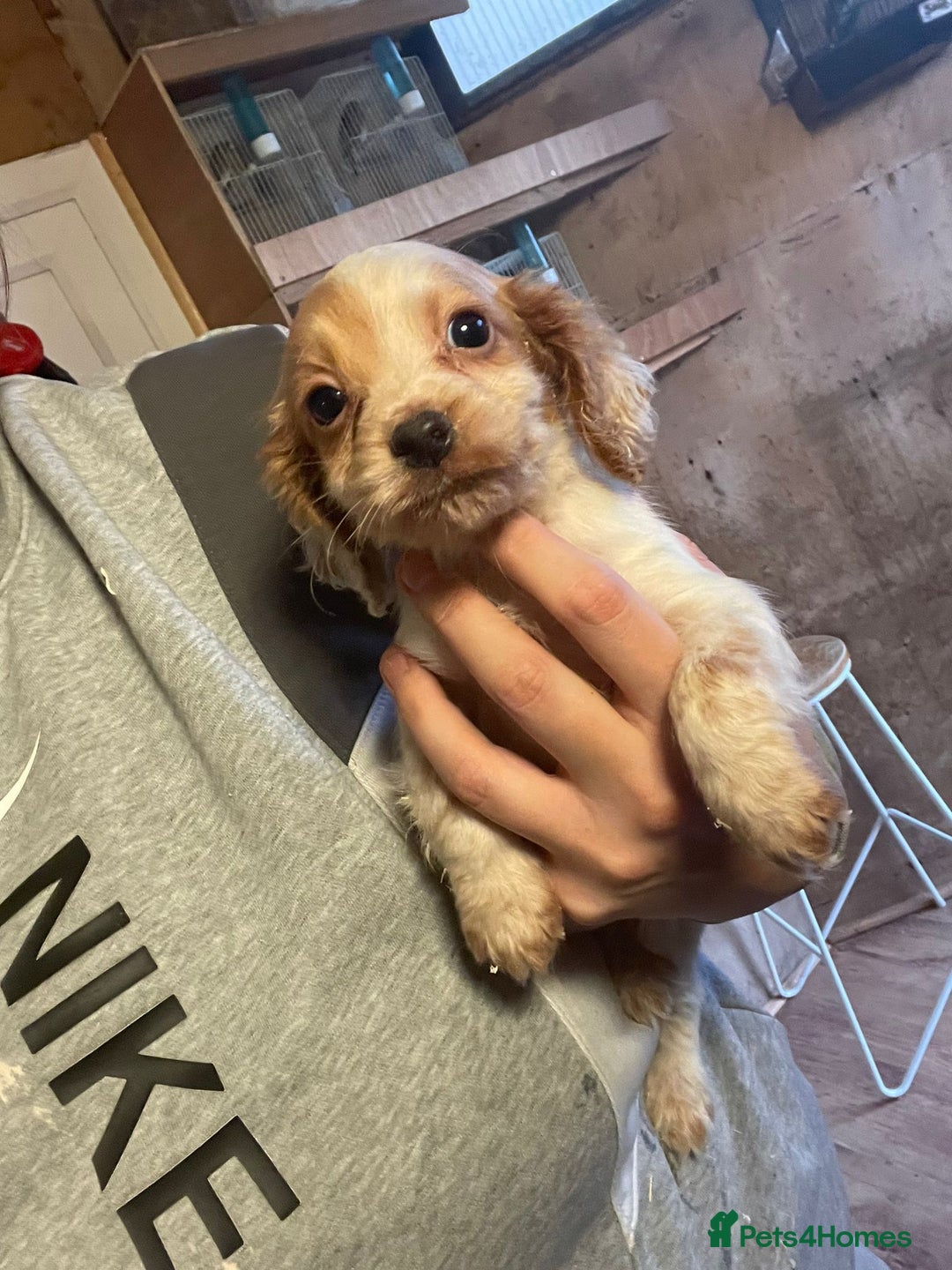 Cocker Spaniel dogs for sale: 3 loving boy cocker spaniels  - Advert 9