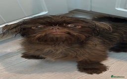 Shih Tzu dogs for stud: Davey Pure Bred Imperial Shih Tzu - Image 2