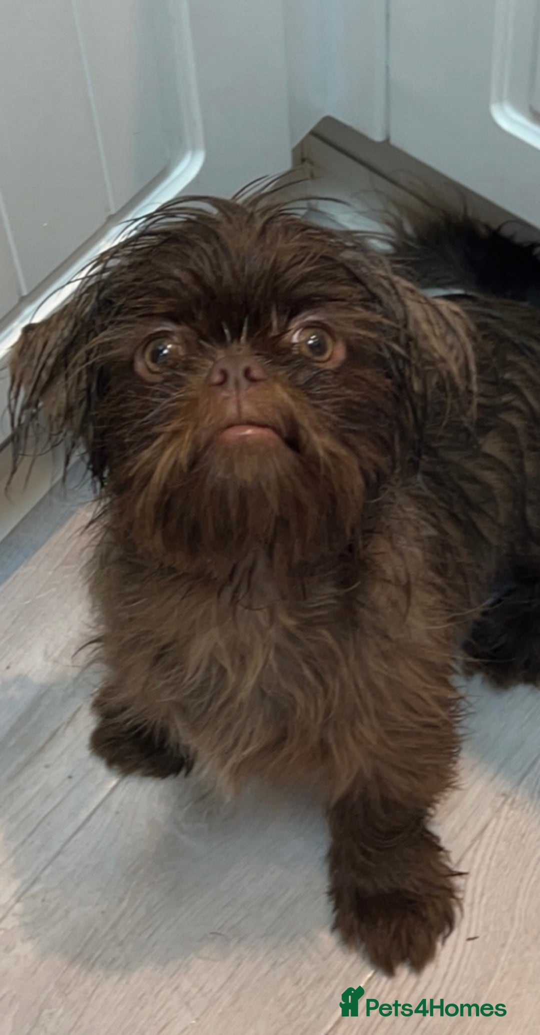 Shih Tzu dogs for stud: Davey Pure Bred Imperial Shih Tzu - Image 2