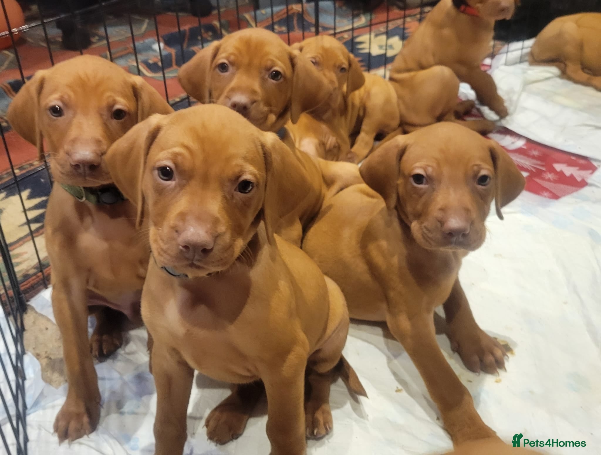 Hungarian Vizsla dogs Hungarian Vizsla - Advert 1