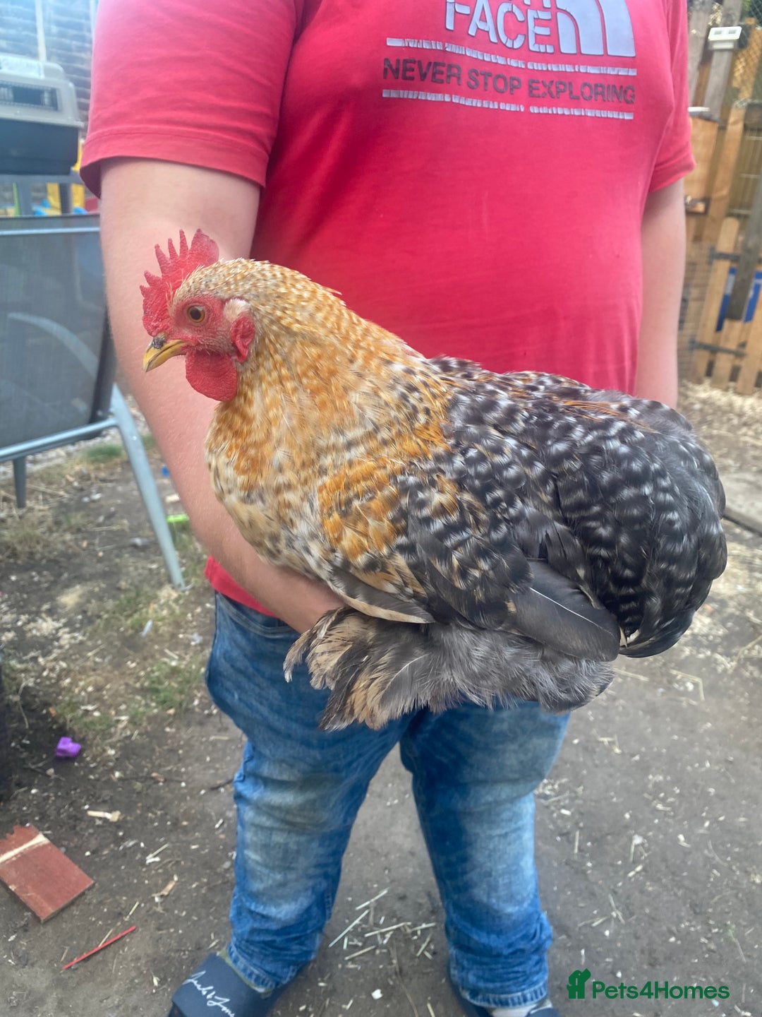 Chickens poultry for sale: Pekin bantam cockerels - Image 2
