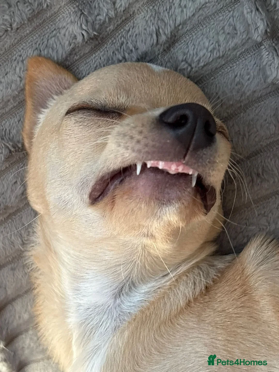 Chihuahua dogs for sale: Beautiful baby boy for sale - Advert 6