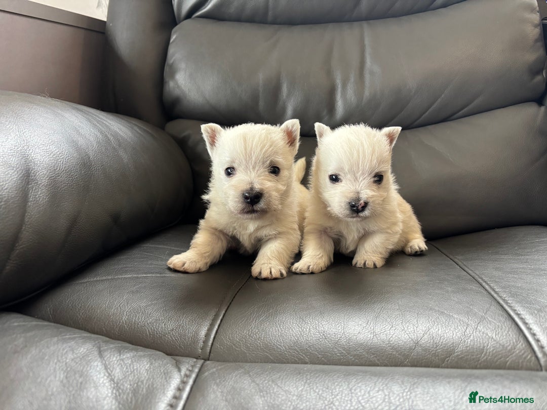 West Highland Terrier dogs for sale: Beautiful westie pups ready to reserve  - Image 1