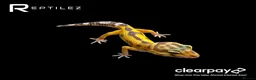 Leopard Gecko reptiles for sale: GECKO BABIES - Advert 7