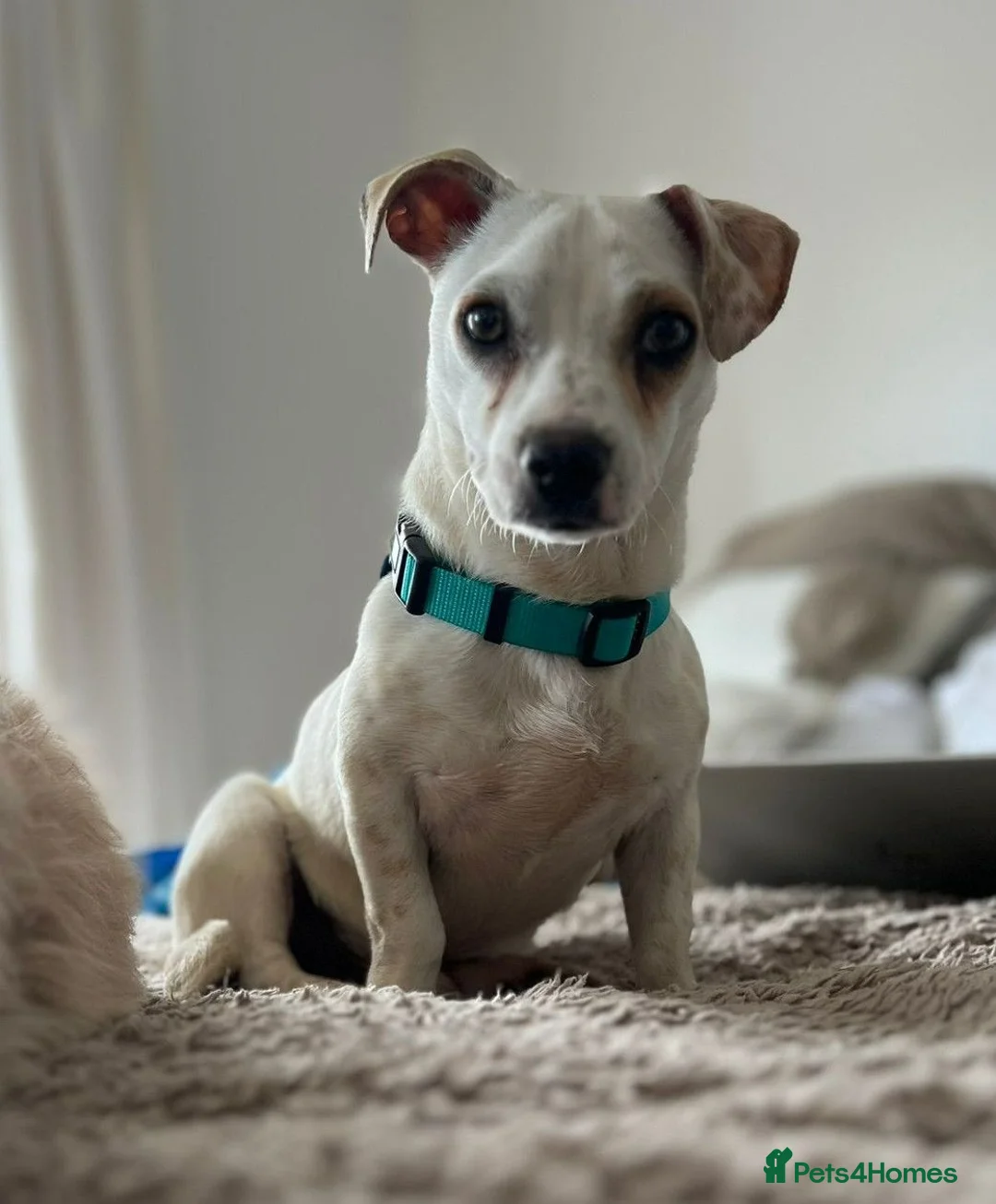 Mixed Breed dogs for adoption: Toby❤️ - Advert 2