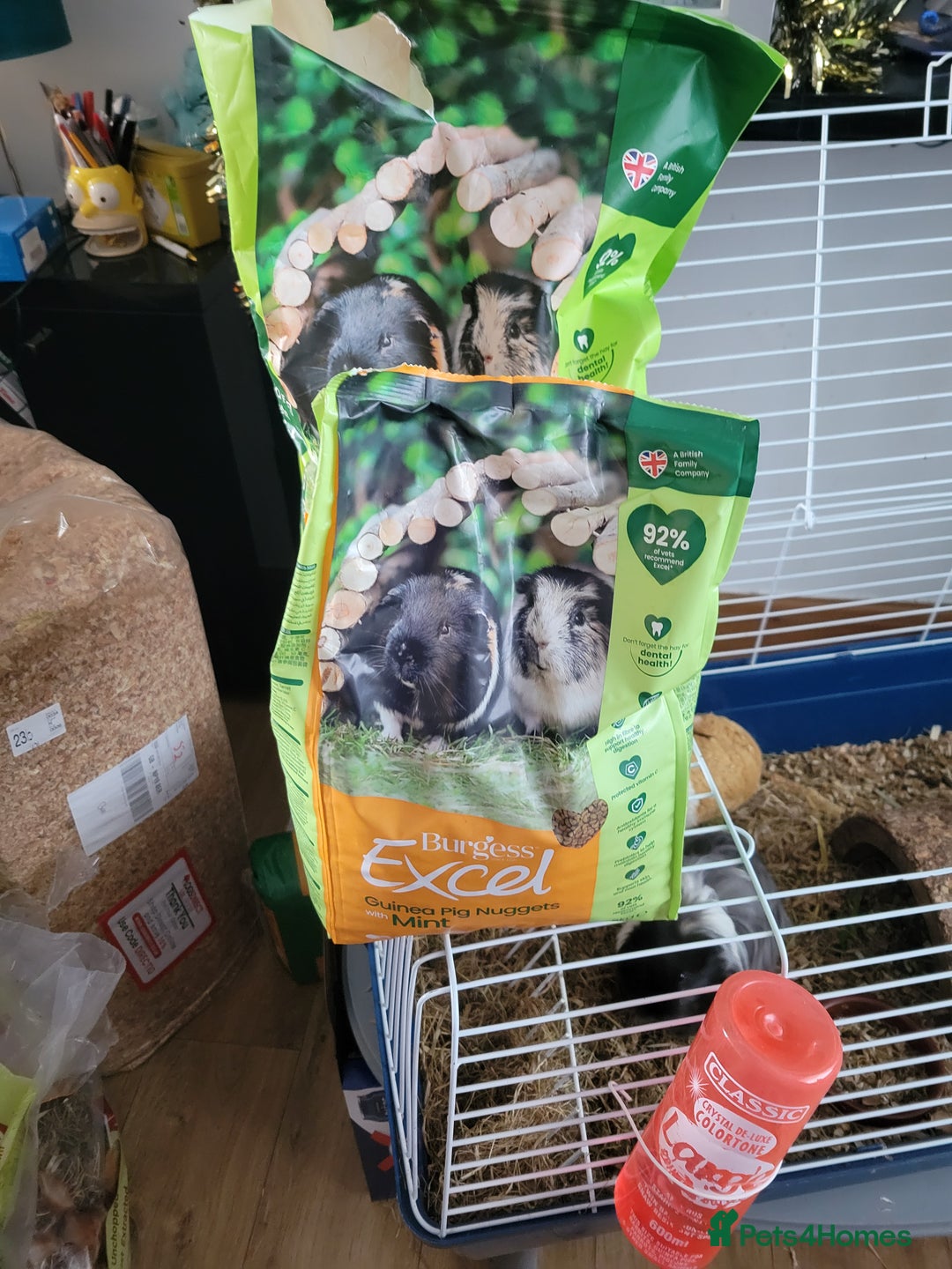 Guinea Pig rodents for sale: 4 mnth old male GPig with Cage, Food & Bedding - Advert 6