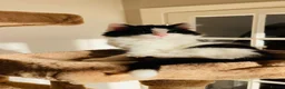 Mixed Breed cats for sale: Kittens for sale ,mixed breed, wonderful behaviour - Advert 26