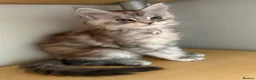 Maine Coon cats for sale: Beautiful Maine Coon babies  - Advert 7