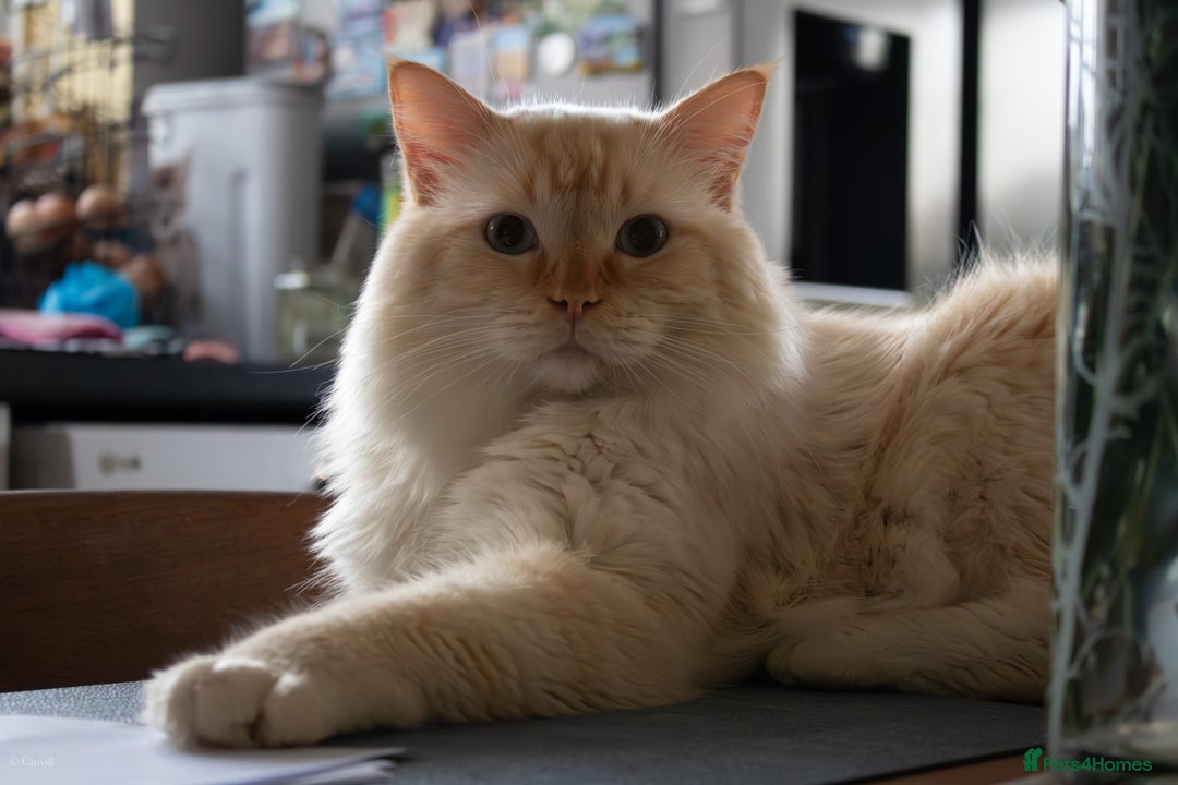 Ragdoll cats for sale: Beautiful ⅞ ragdoll kitten DNA tested clean - Image 13