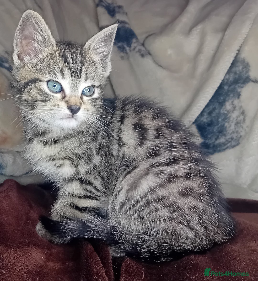 Bengal cats for sale: BengalX Ragdoll, American curl kittens - Advert 9