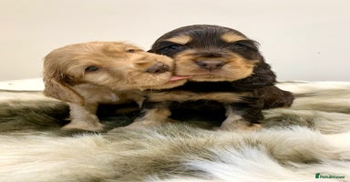 Cocker Spaniel dogs - Advert 6